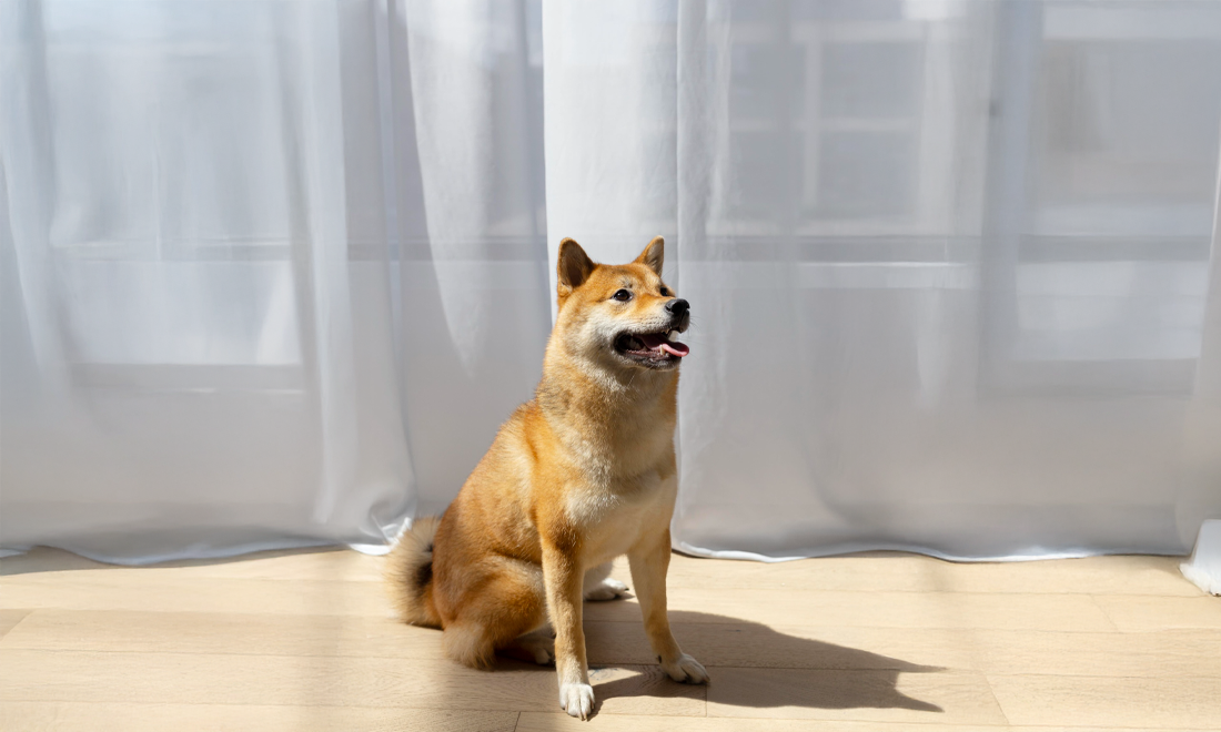 ซักผ้าม่านให้ถูกวิธี เพื่อสุขภาพที่ดีของคนและสัตว์เลี้ยง